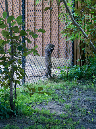 Otter