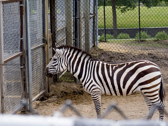Zebra