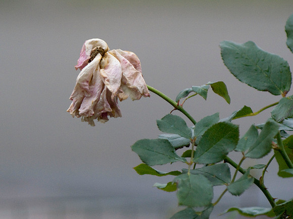 Withered Pink Rose