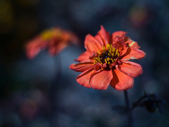 Zinnia