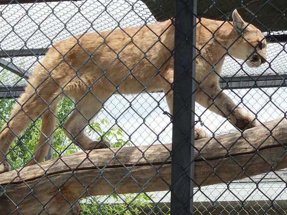 Puma