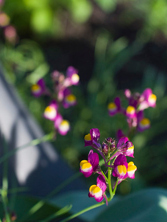 Linaria Enchantment