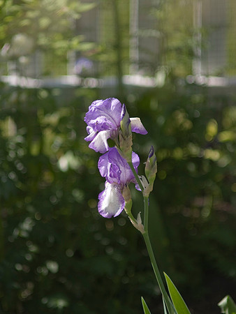 Dotted Swiss Iris