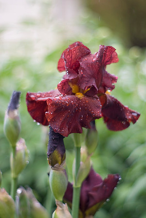 Dark Red Iris