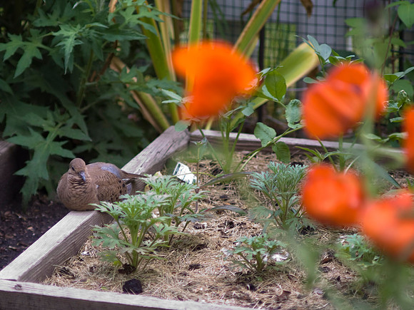 Morning Doves In Garden