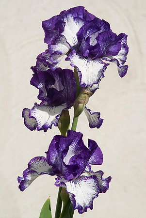 Knock'em Dead tall bearded iris