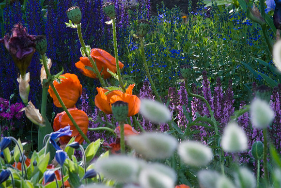 Irises, Poppies, Lupins, and Bunnytails