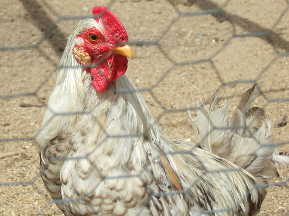 Chicken