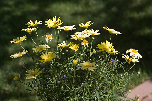 Marguerite Daisy & Superbells Saffron