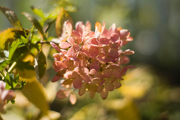 Hydrangea