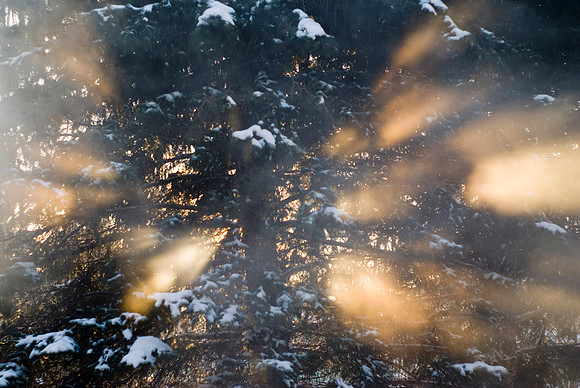 Light Steaming Through The Pines