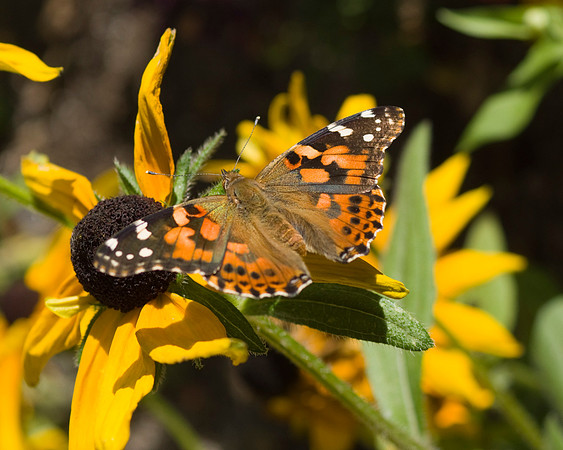 0920 dsc00048a