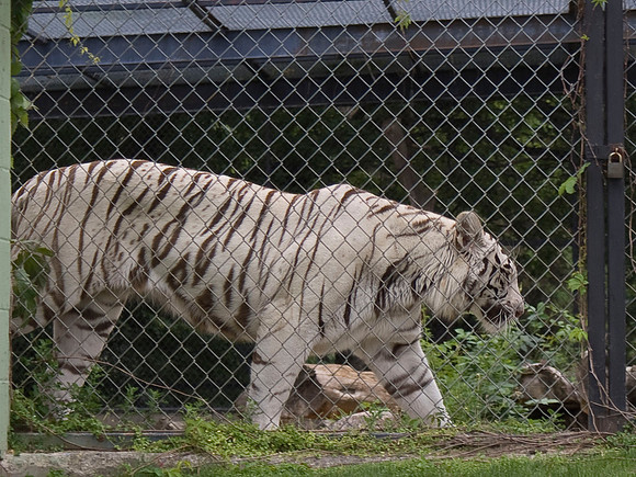 White Bengal Tiger