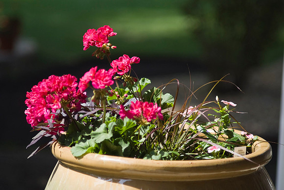 Geraniums On Front Porch