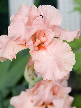 'Beverly Sills' Iris