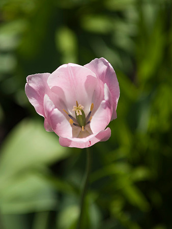 Pink Tulip