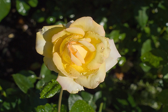 DSC05864