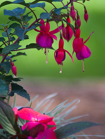 Fuchsia