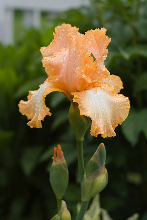 Feminine Charm