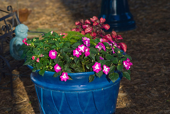 Impatiens