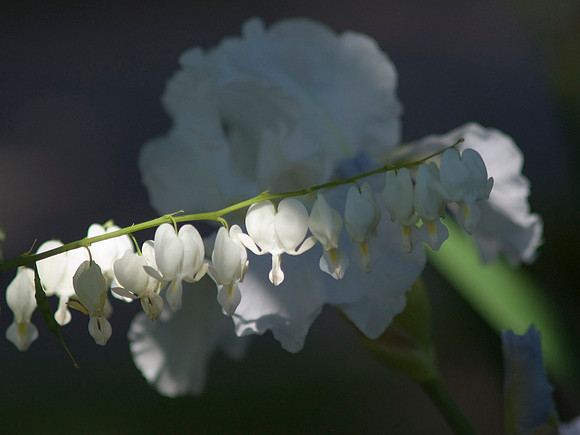 Bleeding Heart Alba