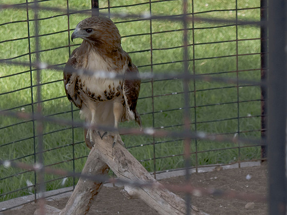 Falcon