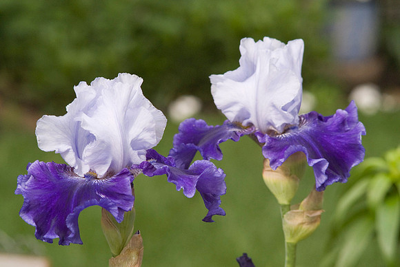 Purple/White Irises
