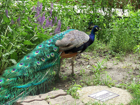 Peacock