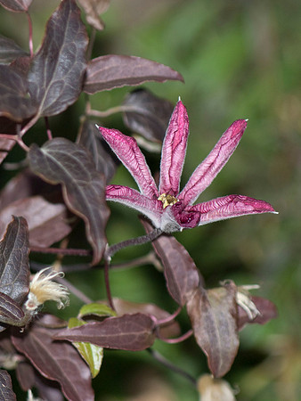 Faded Flower