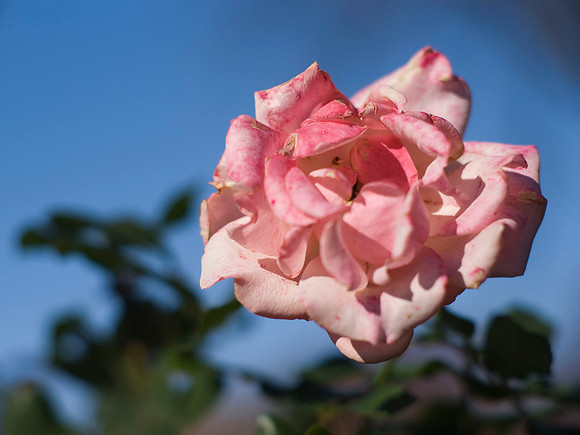 Pink Rose