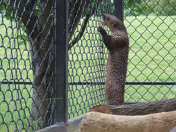 Otter
