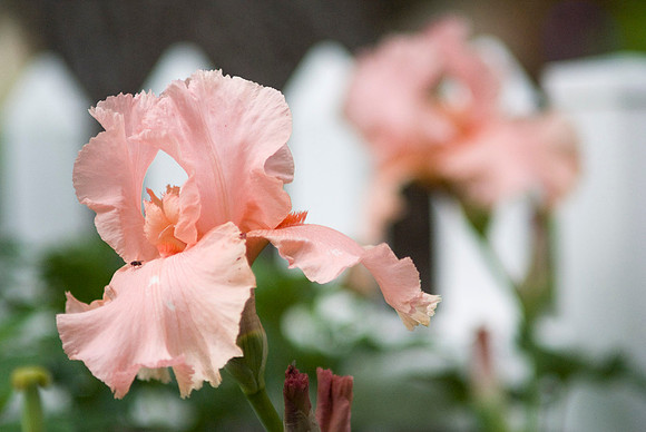 'Beverly Sills' Iris