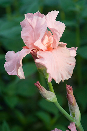'Beverly Sills' Iris Blooms