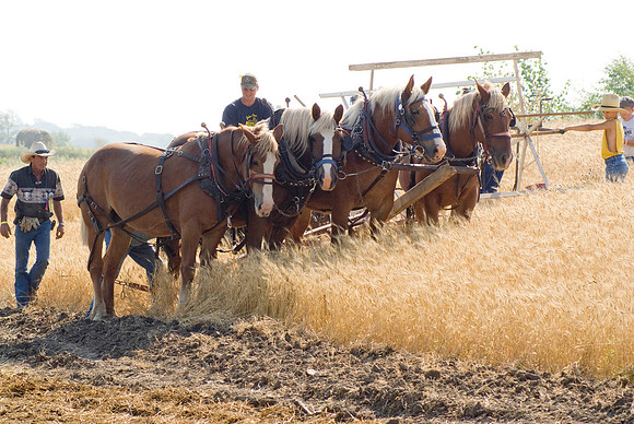 Horse Drawn Grain Binder