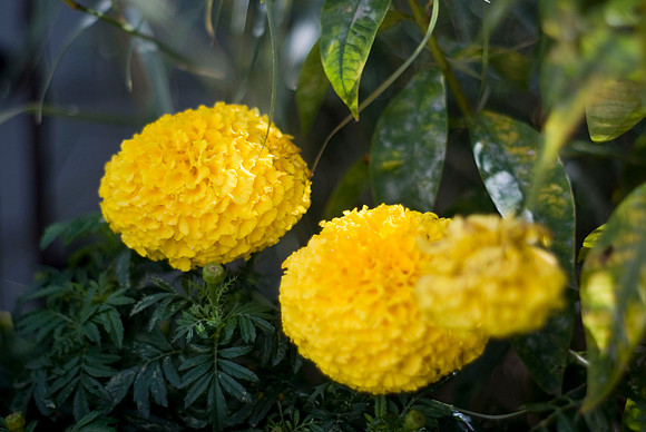 Marigold
