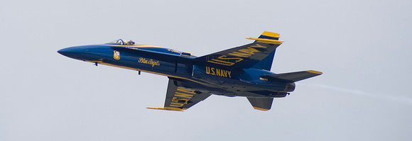 Hornet Buzzing