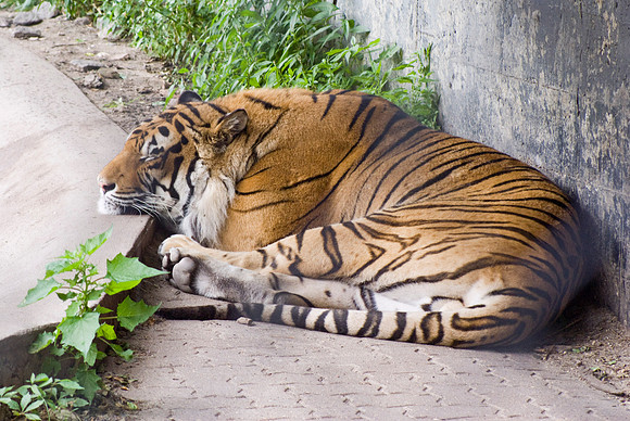 Bengal Tiger Resting