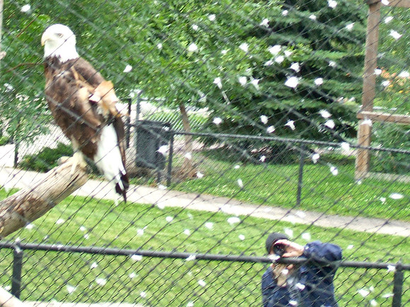 Craig Photographing A Bald Eagle
