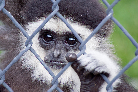 Monkeys