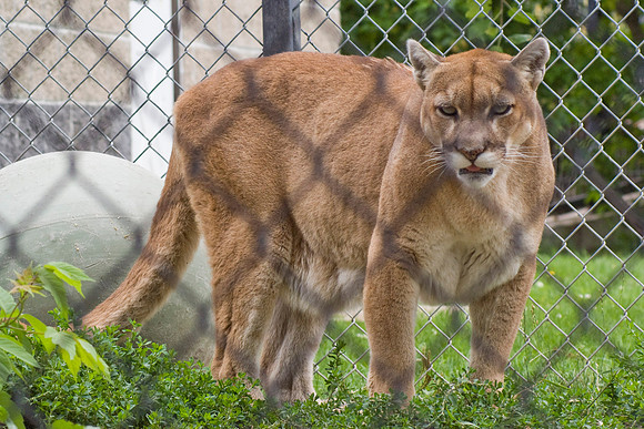 Cougar