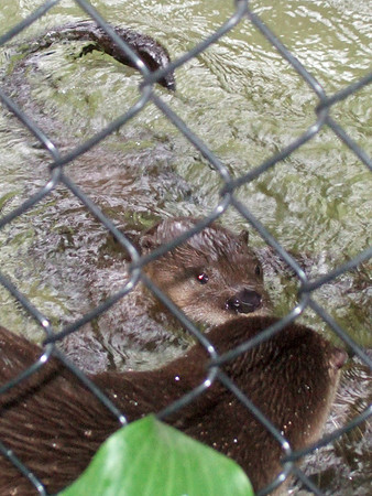 Otters
