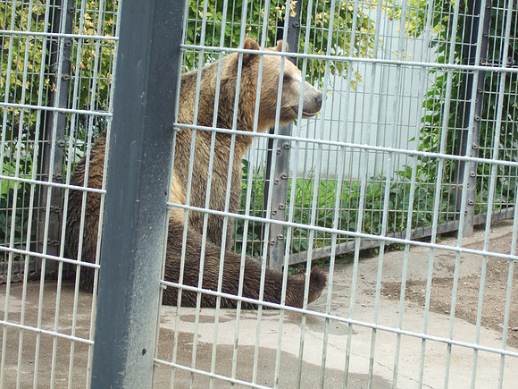 Grizzly Bear Sitting