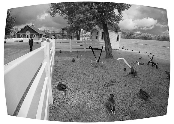 Ducks