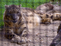 Snow Leopard