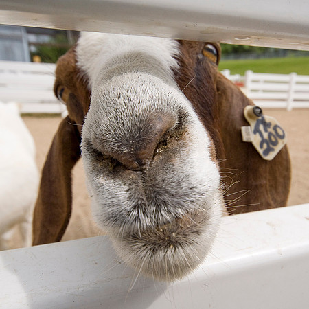 Goat