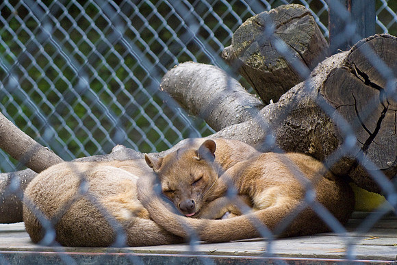 Fossa