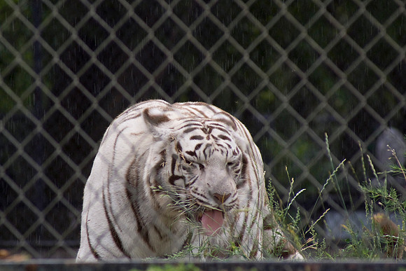 White Bengal Tiger In The Rain