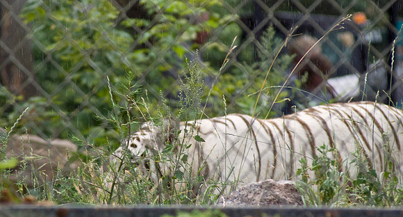 White Bengal Tiger In The Rain