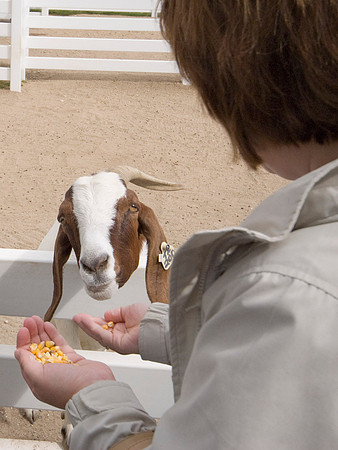 Suzanne Feeding The Goats