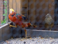 Golden Pheasant